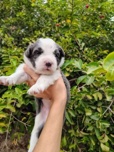 Filhotes de Border Collie com pedigree CBKC