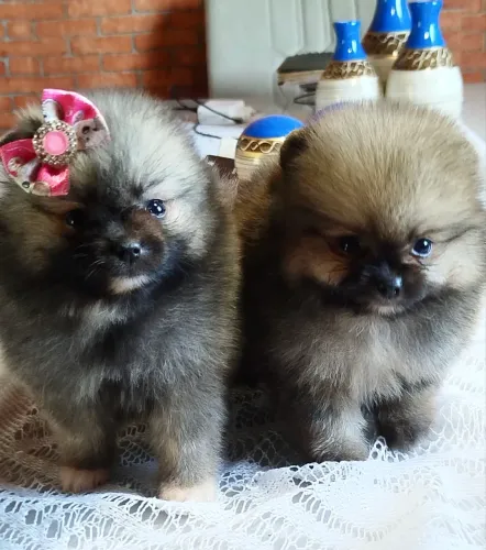 Casal de Spitz Laranja 