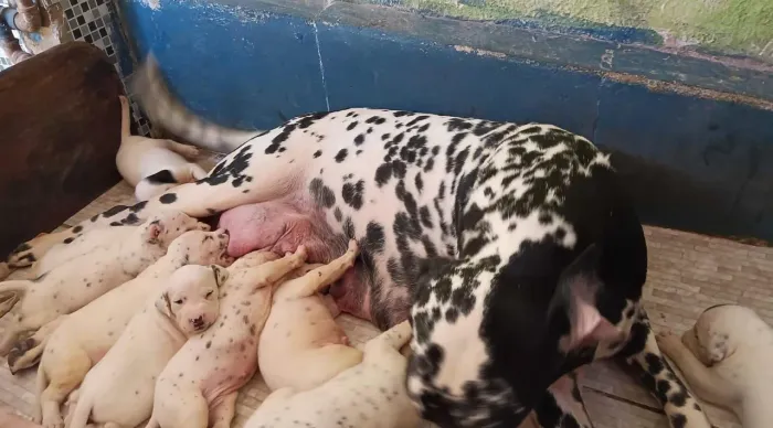 Filhotes de Dalmata