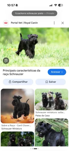 Doação Schnauzer