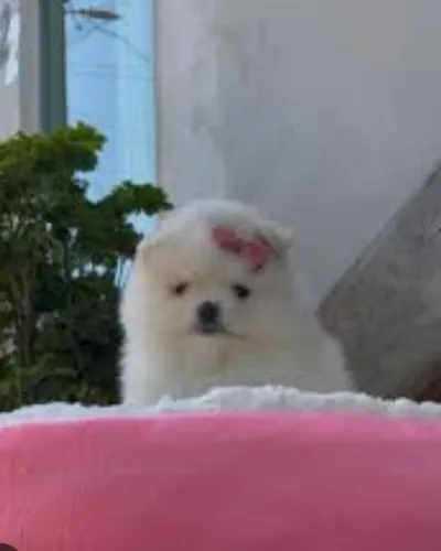 Spitz alemão/lulu da Pomerânia fêmeas e machos