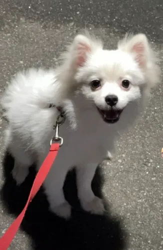 Spitz alemão