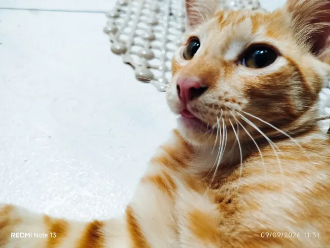 Doação de um gatinho 