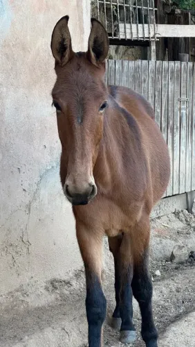 Burro