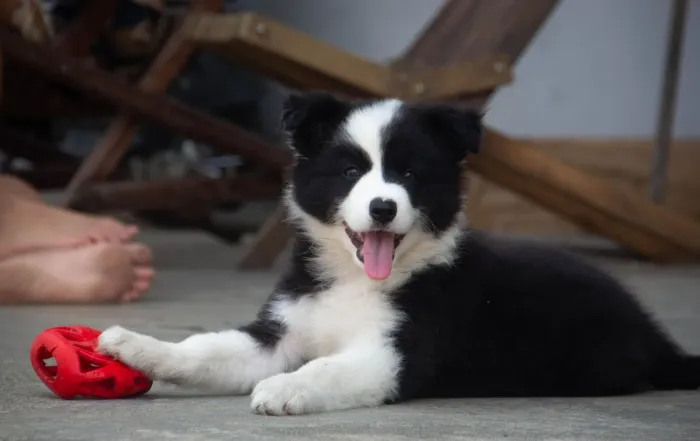 Filhote de border collie