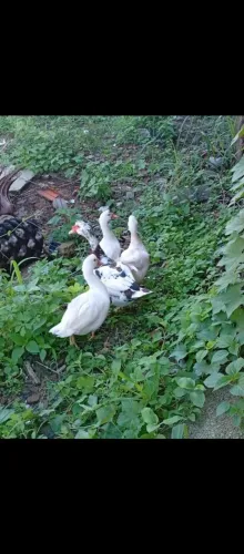 Patos