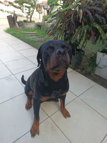 Rottweiler - Pedigree