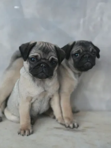 Pugs fêmeas filhote