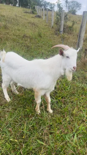 Cabra