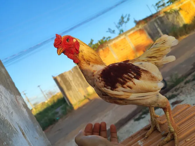 Pintinho de mini cornish