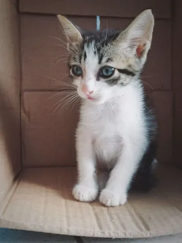 Gata fêmea para adoção