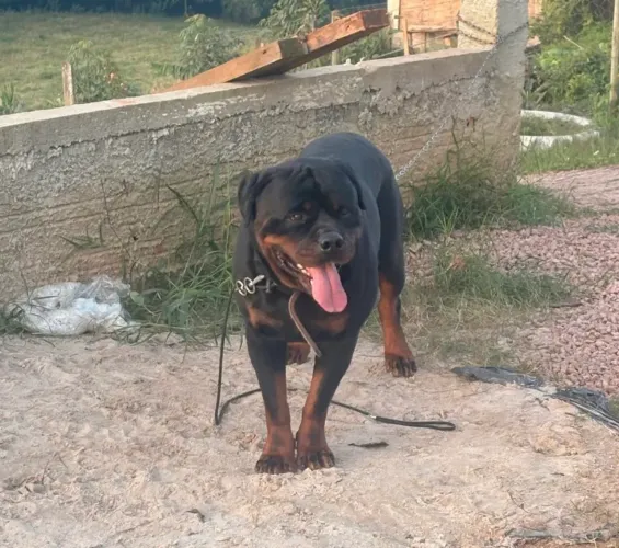 Rottweiler doação