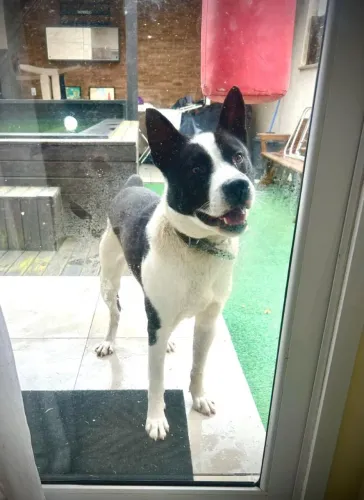 Cachorro novinho e brincalhão, encontrado na rua