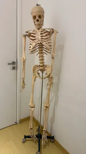 Esqueleto Anatômico Tamanho Real com Rodinhas - Ideal p/ Estudo (Anatomic)
