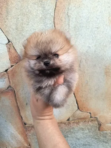 Spitz alemão macho