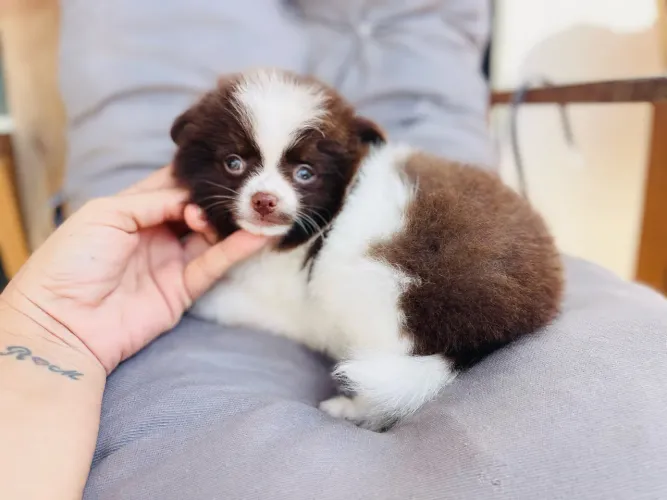 Lulu macho mini com pedigree branco e chocolate