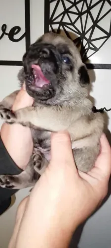 Lindos filhotes de pugs