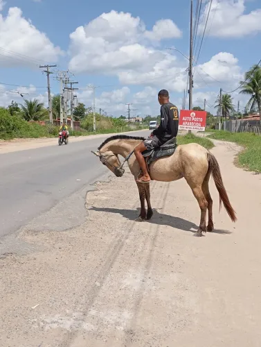 Égua mestiça