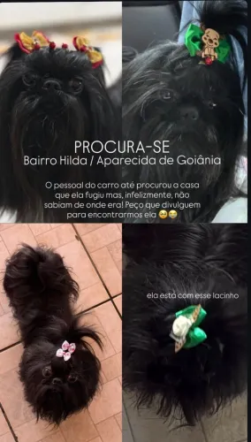 CACHORRO :  PROCURA-SE