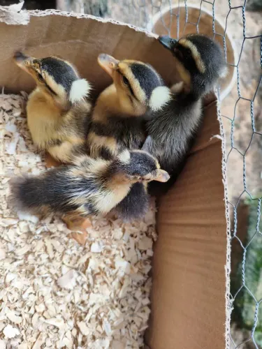 Filhotes Marreco Pom Pom