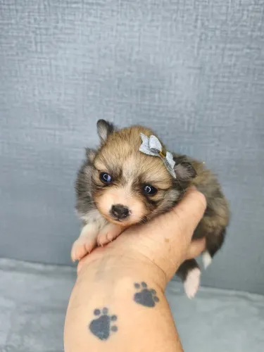 Spitz alemão anão
