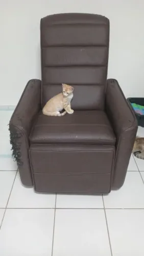 Vendo poltrona 300,00 só precisa forrar , motivo da venda mudança 