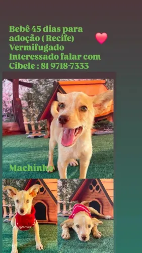 Filhotinho lindo de cachorro para adoção ?