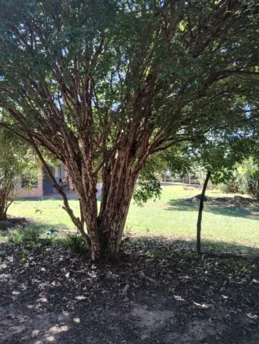 VENDE-SE 4 PÉS DE JABUTICABA SABARÁ DE 39 ANOS