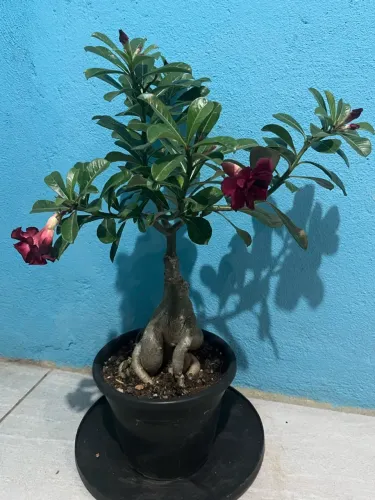 Vendo Rosa Do Deserto