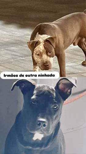 Pets