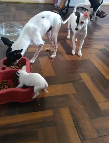 Doação responsavel de pinscher 0