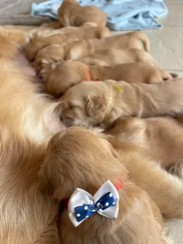 Filhote de Golden Retriever