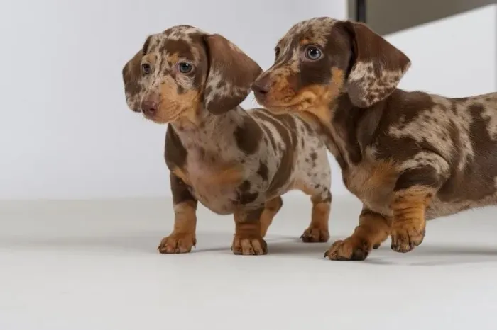 Filhotes Basset Dachshund salsichinha 