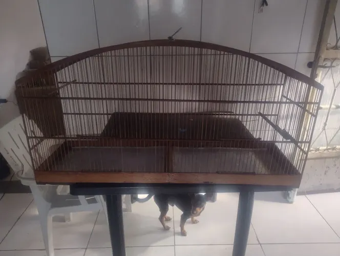 Voador para pássaros 