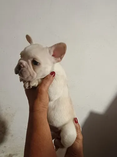 Bulldog francês filhote