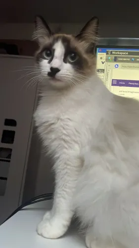 Gata fêmea siamês 