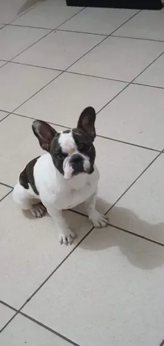 Buldogue francês