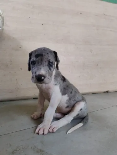 Filhote Dogue Alemão