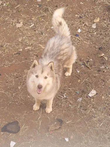 Procuro Husky Siberiano Macho pra Cruzar com Minha Husky Siberiana pura