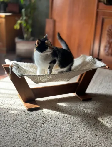 Cama de gato