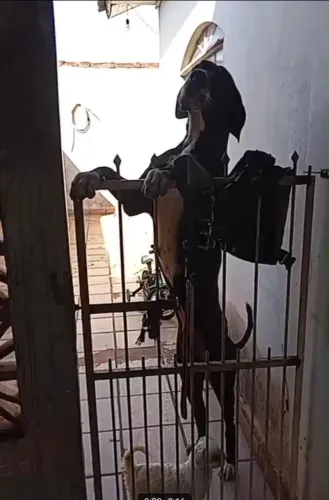 Procurando namorada 