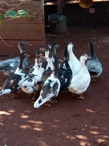 Patas (colorações variadas) 
