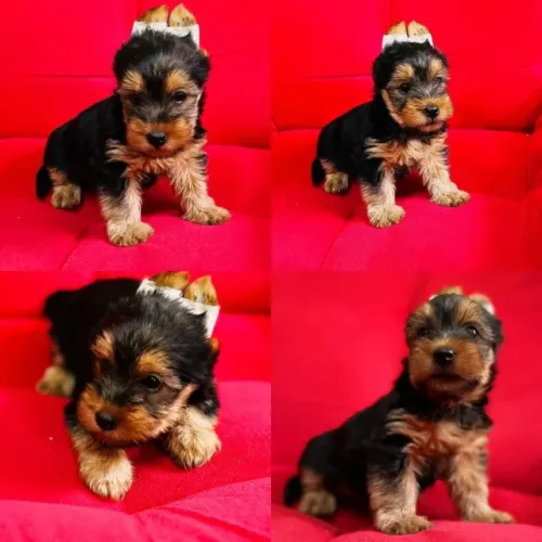 Yorkshire Terrier filhote vacinado disponível