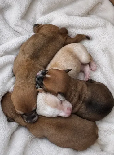 Pinscher 