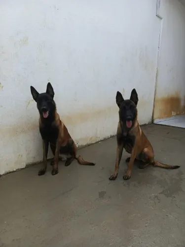 Pastor belga malinois