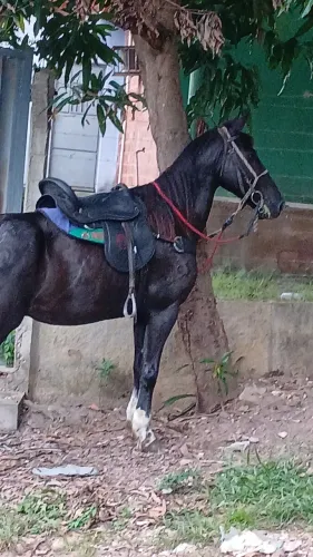 Cavalo de marcha picada 
