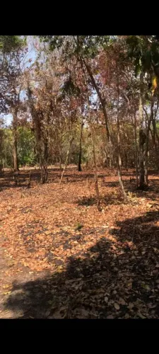 Terreno medindo São Francisco do carapanari 10 por 96