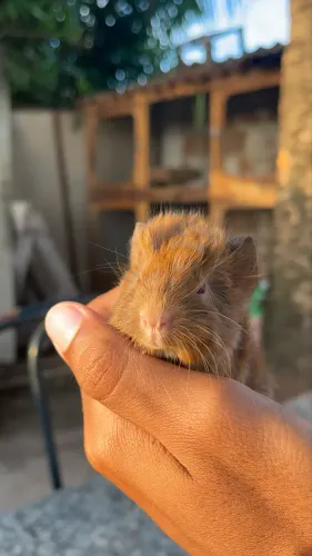 Porquinho da índia peruano 