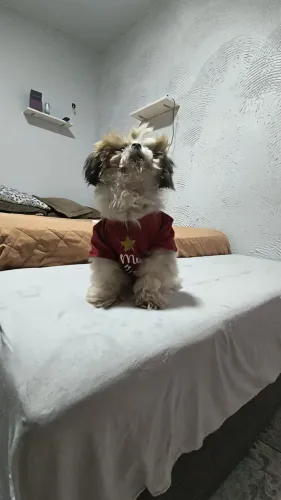 A procura de uma namorada