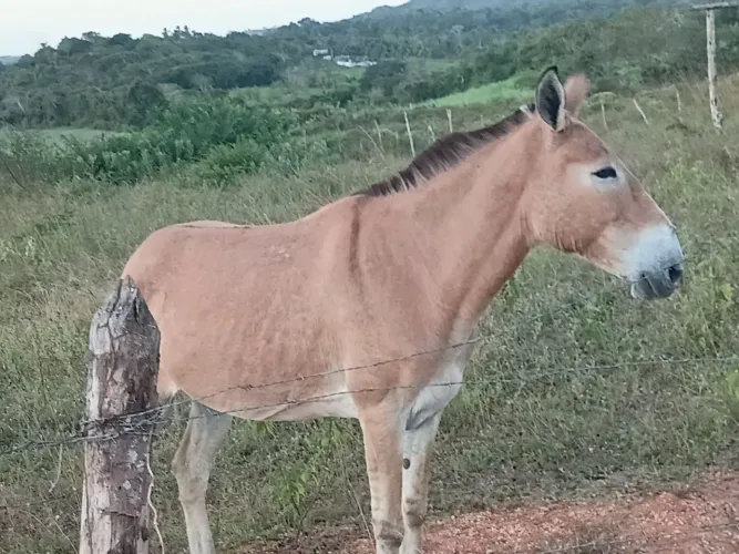Vendo burro bom de carroça e bom de sela